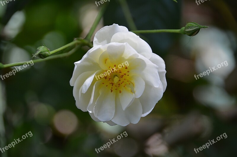 Flower Pink Nature Garden Rosebush