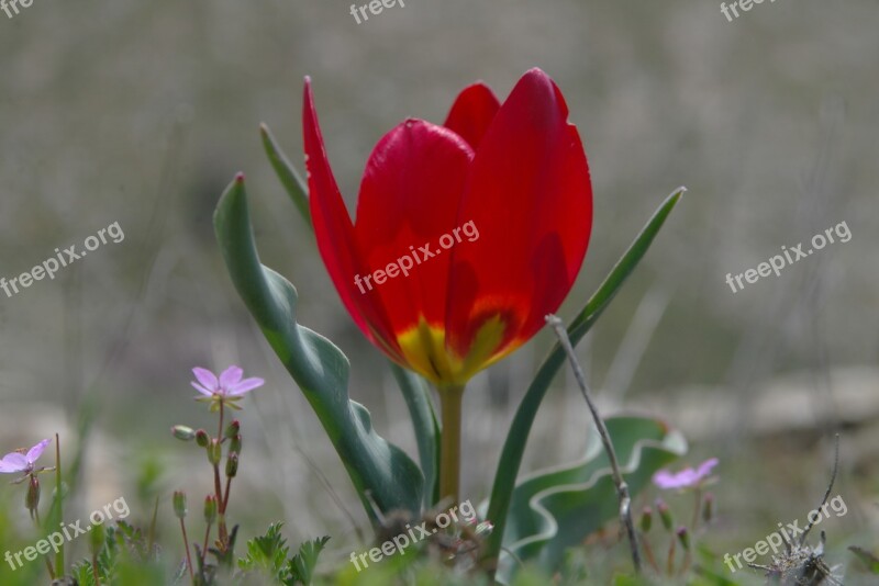 Anemone Nature Red Flower Free Photos