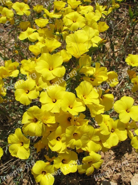 Flax-weed Yellow Flowers Wild Free Photos