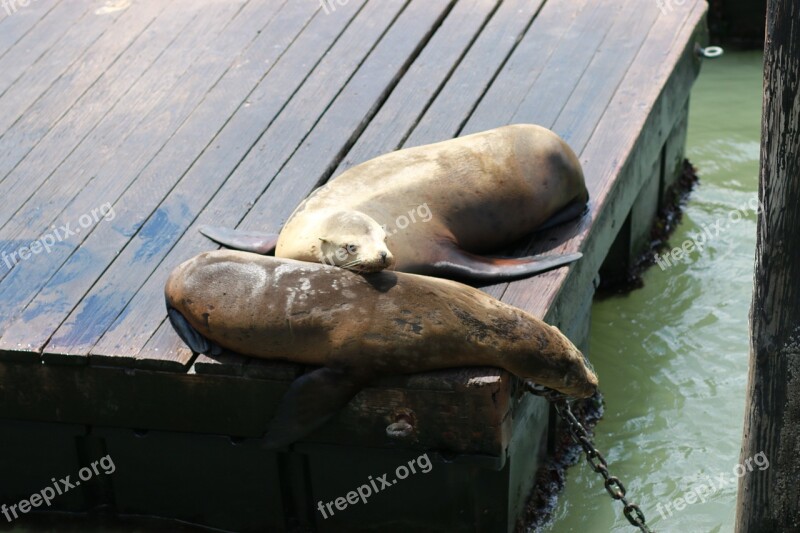 Sealions San Francisco California Free Photos