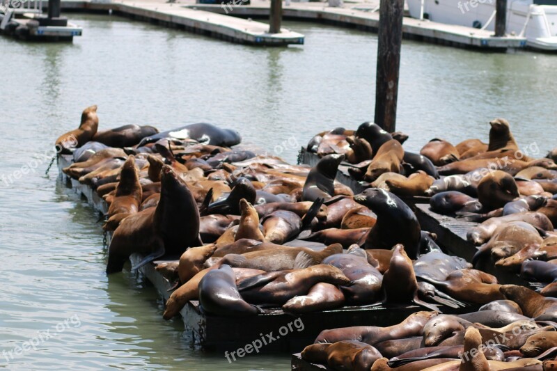 Sealions San Francisco California Free Photos