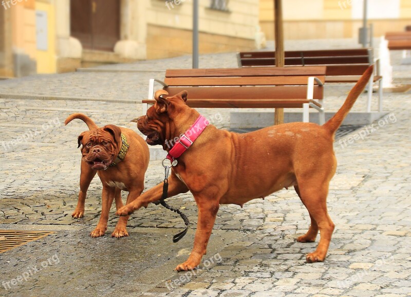 Bordeaux De Dogue Street Mastiffs