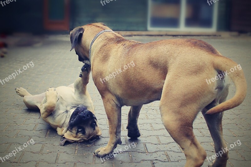 Happy Dog Boerboels Pleasure Friend