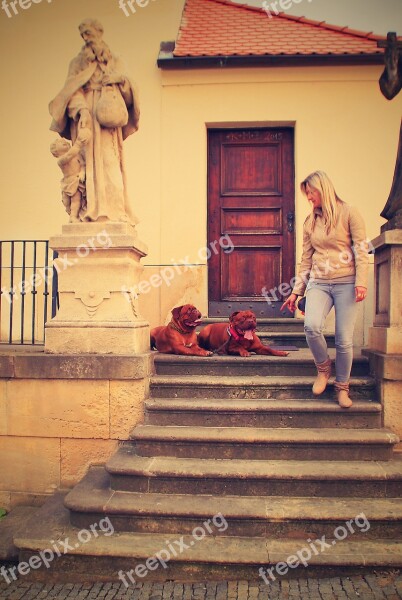 Bordeaux De Dogue Street Mastiffs