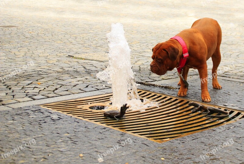 Dogue Bordeaux Street Mastiffs French