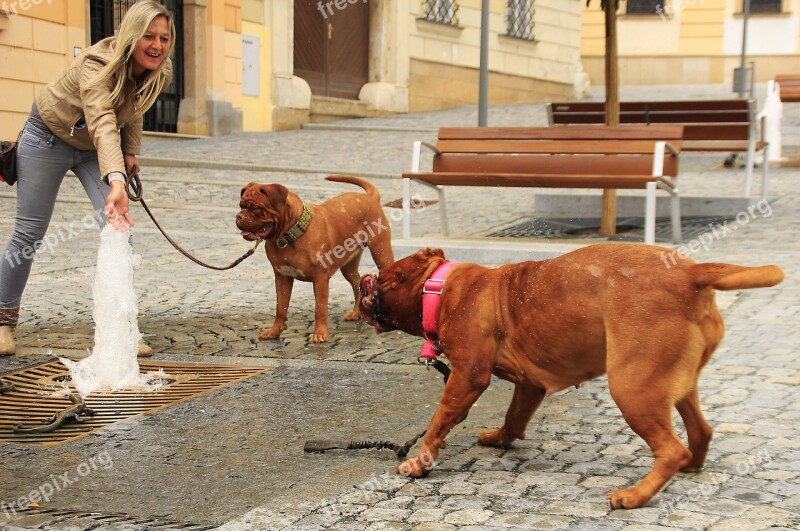 Bordeaux De Dogue Street Mastiffs