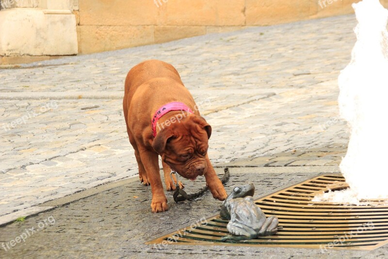 Bordeaux De Dogue Street Mastiffs