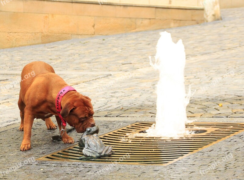 Bordeaux De Dogue Street Mastiffs