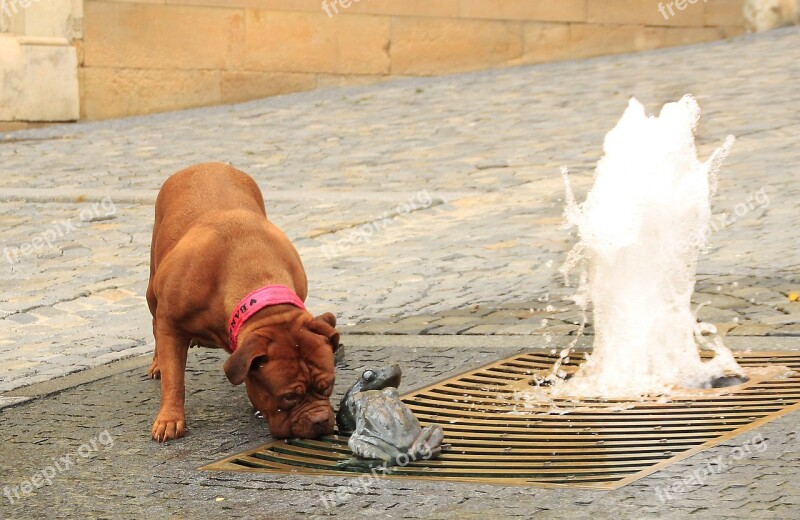 Bordeaux De Dogue Street Mastiffs