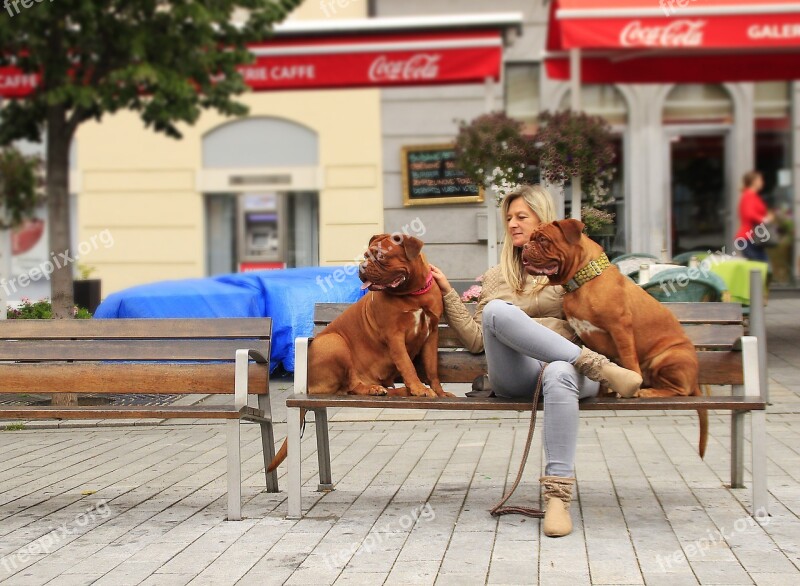 Bordeaux De Dogue Street Mastiffs