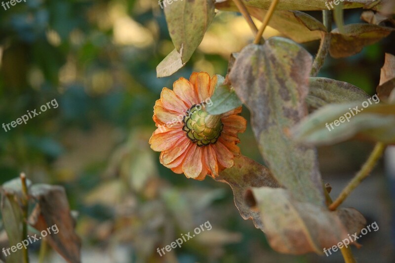 Flower Gardens Nature Bloom Summer