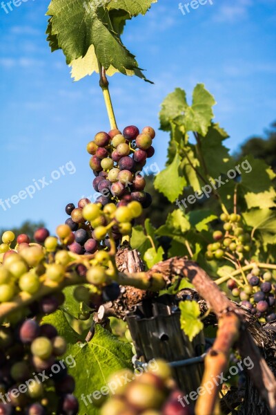 Wine Grapes Immature Pinot Noir Fruit