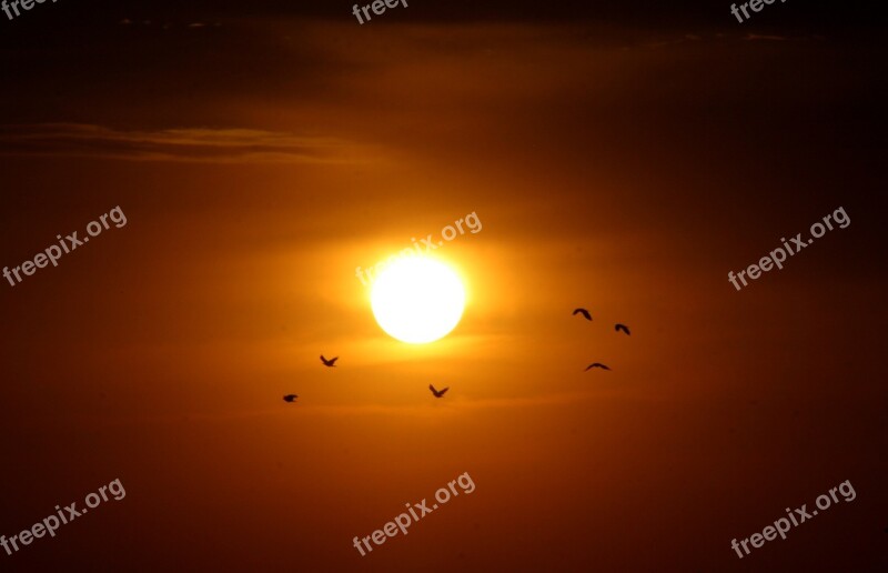 Sunset Sun Birds Red Fire