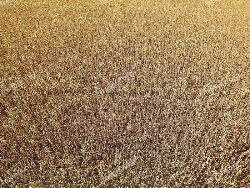 Cereals Soy Field Cultivation Dried Flowers