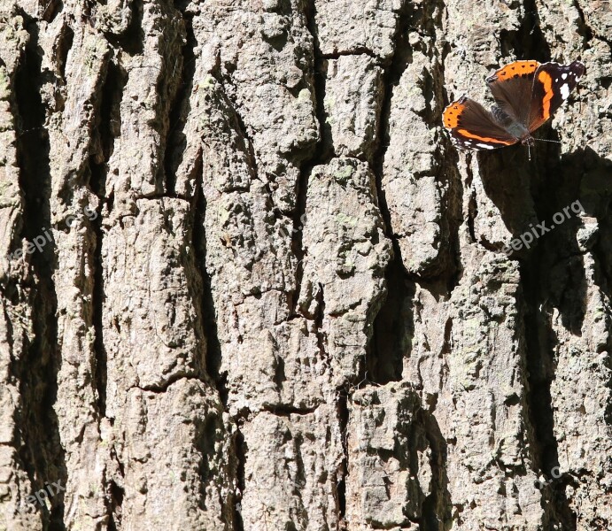 Tree Stump Bark Butterfly Butterflies