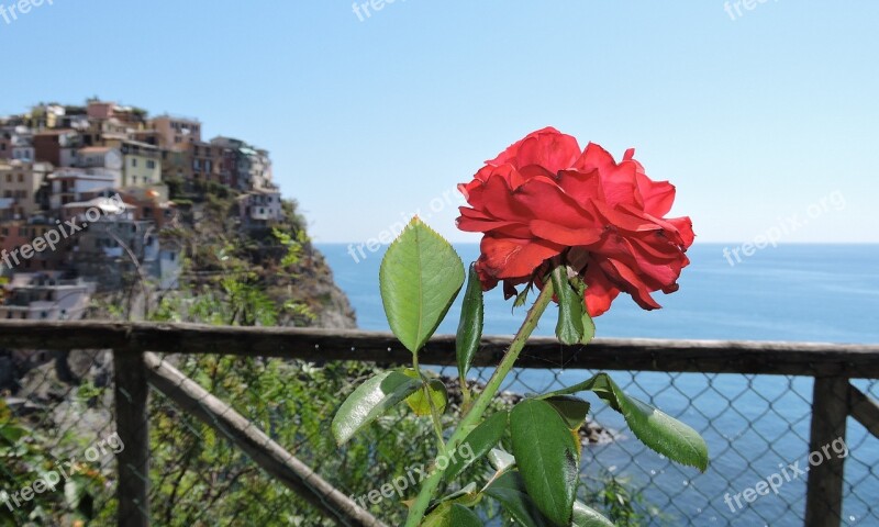 Flower Nature Cinque Terre Manarola Houses