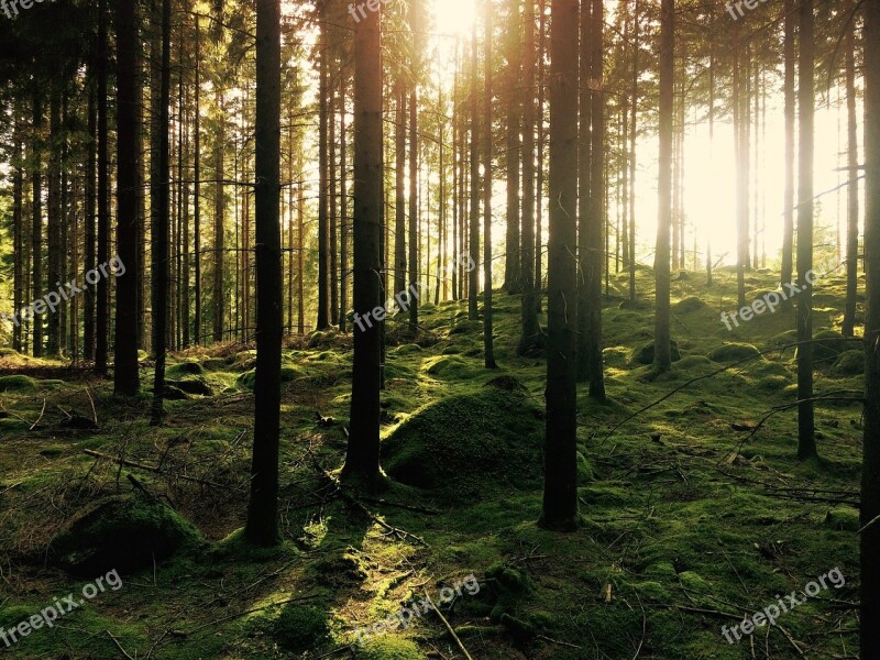 Forest Trees Sunlight Woods Environment