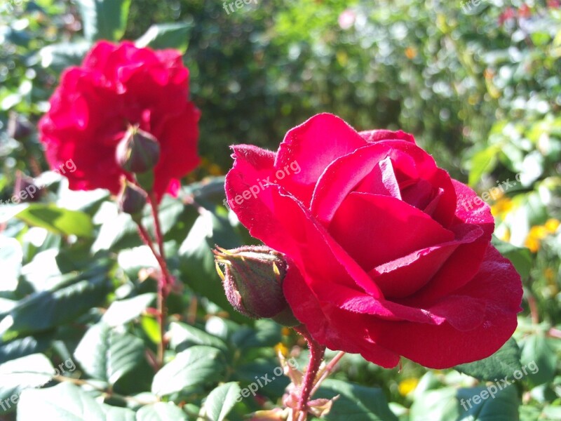 Rosa Red Red Rose Nature Flowers