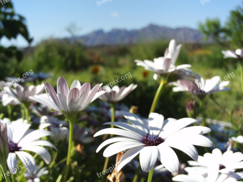 Margaritas Flowers White Flowers Field Nature