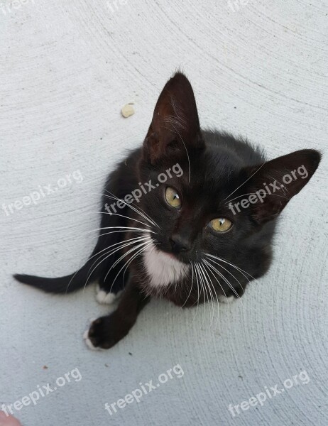 Kitten Oreo Cat Black And White Cute