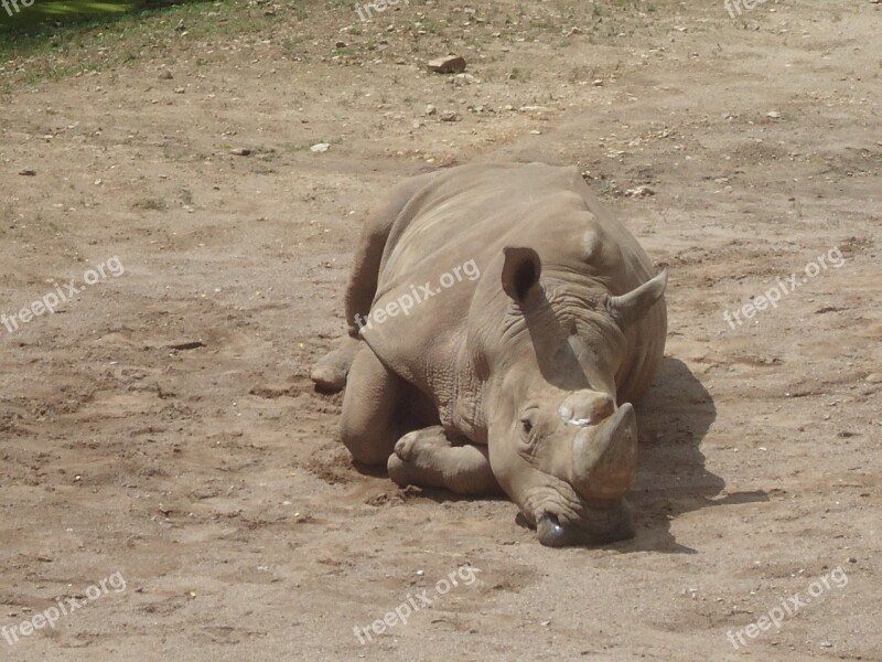 Rhino Zoo Rhinoceros Outdoor Enclosures Animal World