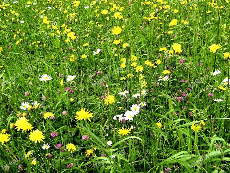 Flower Meadow Pasture Nature Flowers Mountain Meadow