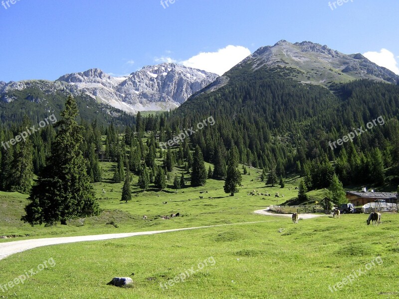 Tyrol Mountain Meadow Alm Austria Landscape