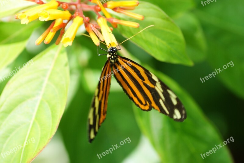 Butterfly Green Background Butterfly Museum Environment Green