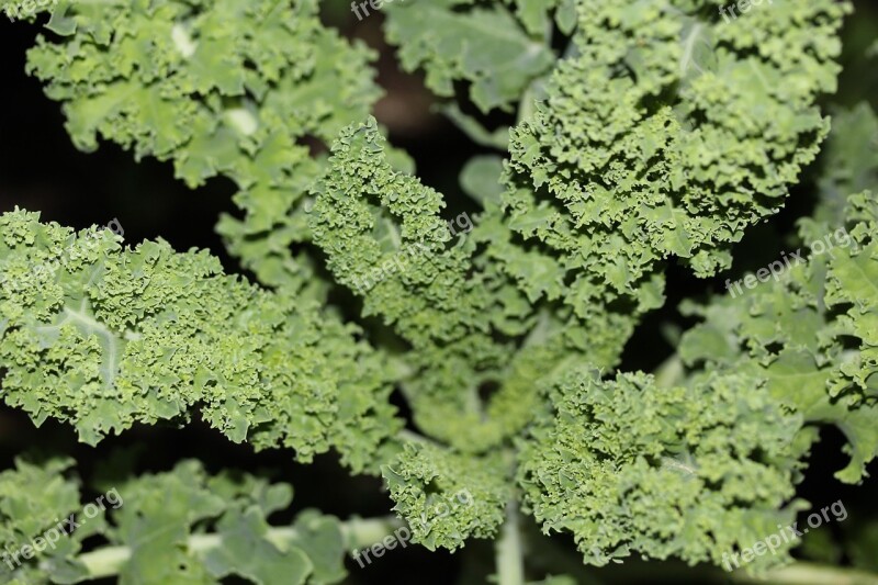 Kale Gardening Vegetable Organic Garden