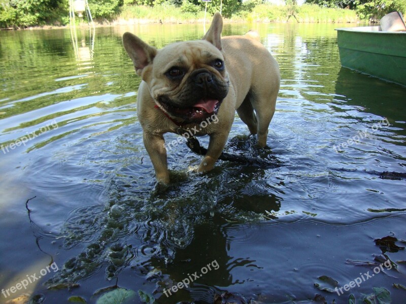 Water Dog Summer Doggy Lake