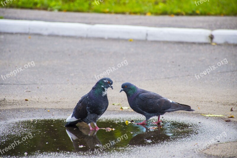 Pigeons Love Birds Summer Street