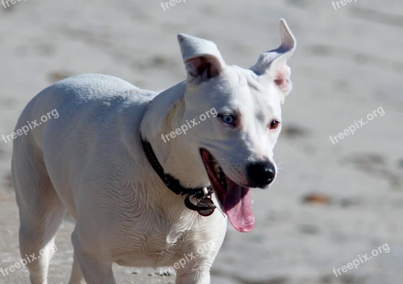 Dog Run Movement Race Fun