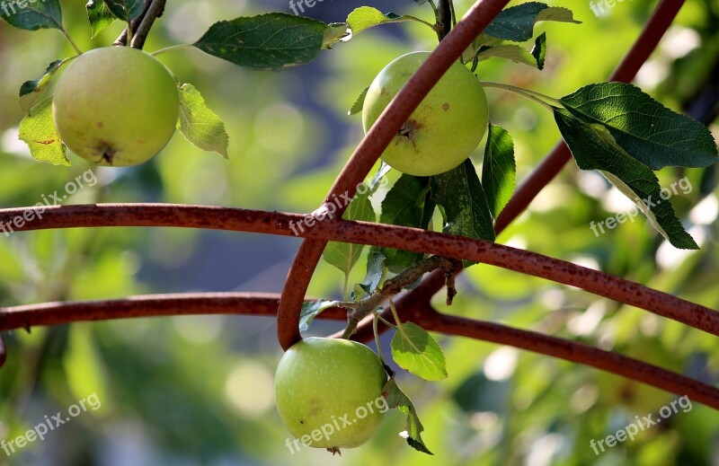 Apple Fruits Apple Tree Rose Arch Metal