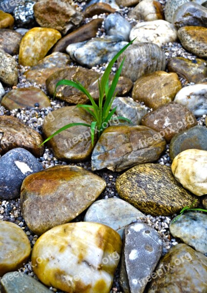 Stones Nature Plant Wild Plant Flower