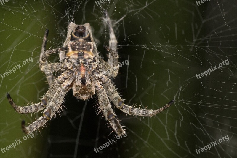 Madagascar Macro Spider Upside Down Under