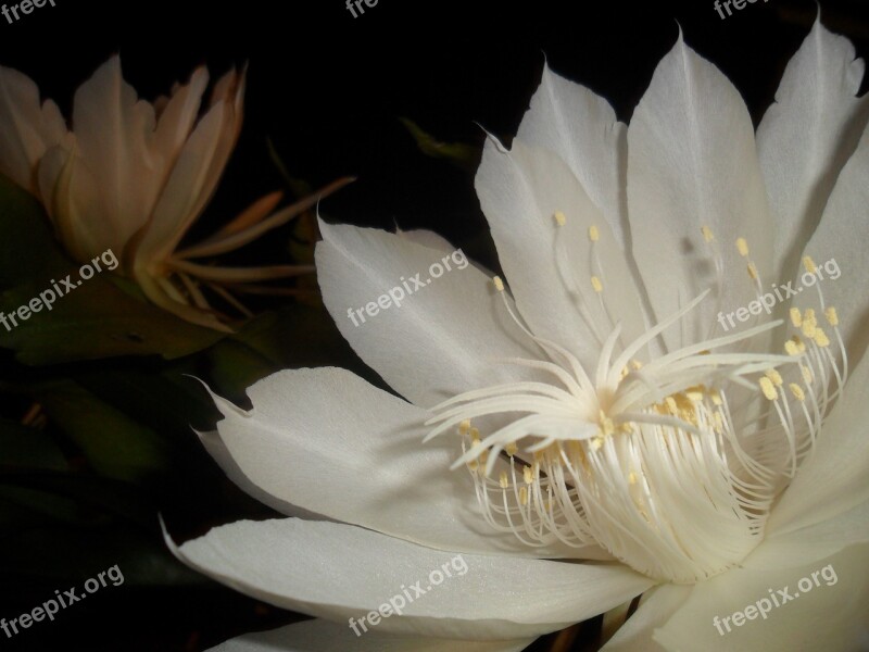 Queen Of The Night White Flower Cactus Pitahaya Free Photos