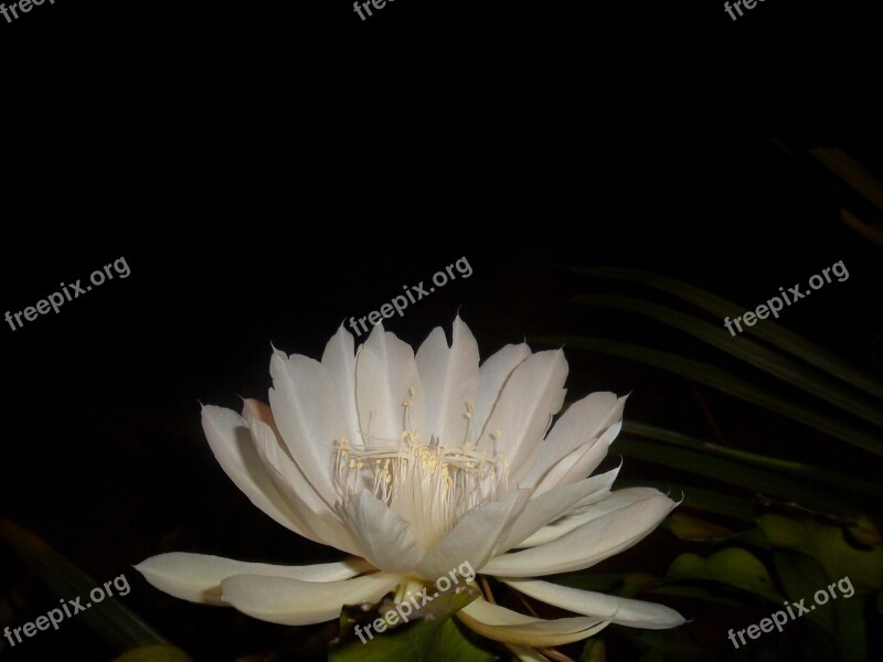 Queen Of The Night White Flower Cactus Pitahaya Night