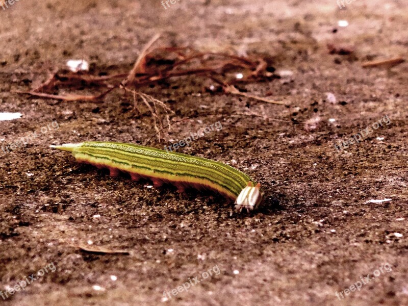 Insect Background Environment Vintage Garden