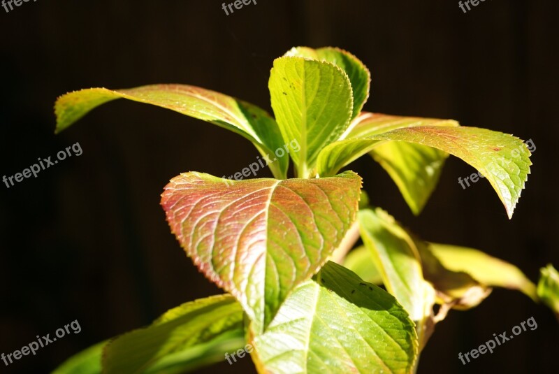 Leaf Tulip Leaves Color Sunlight