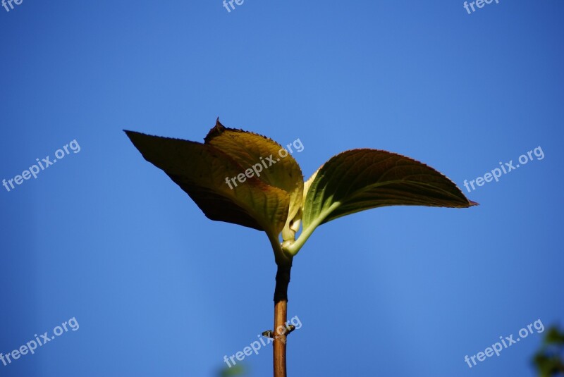 Leaves Blue Freshness Leaf Stalk