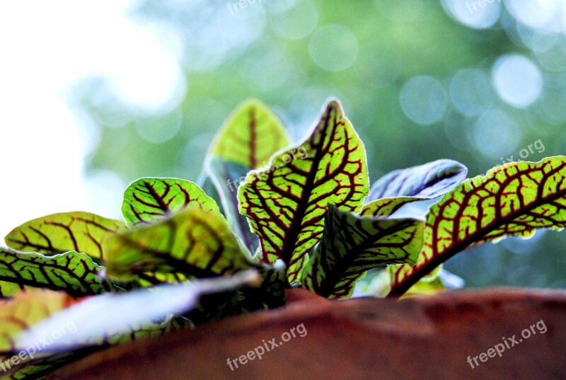 Flower Plant Blossom Bloom Nature