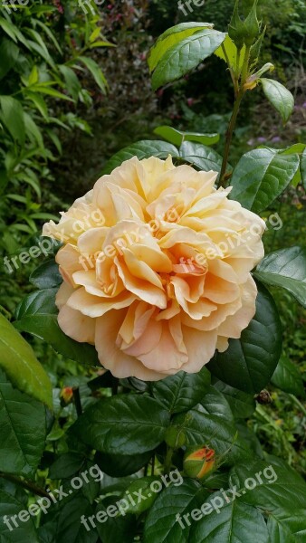 Yellow Rose Plant Flower Rose Petal Rosenknopse