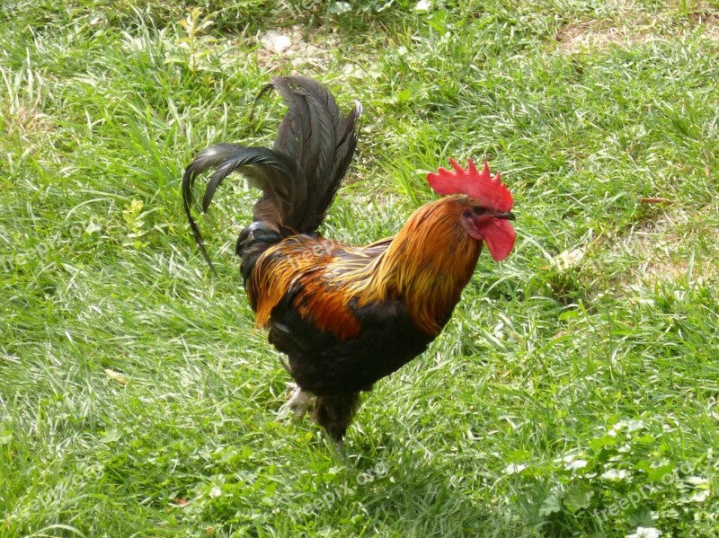 Gallo Feathers Cock Lawn Farm