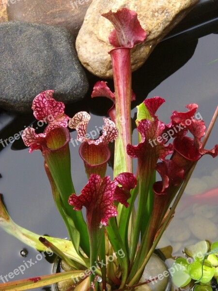 Pitcher Plant Water Garden Pitcher Plant Water