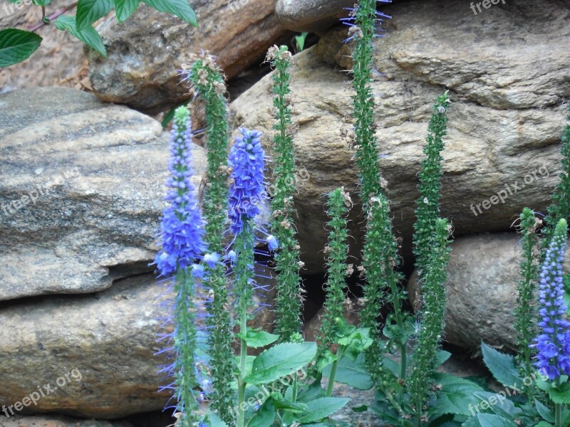 Flower Rock Stone Wildflowers Nature