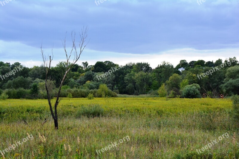 Tree Meadow Lonely Dead Tree Withered Tree