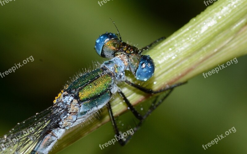 Dragonflies Lestes Sponsa Macro Nature