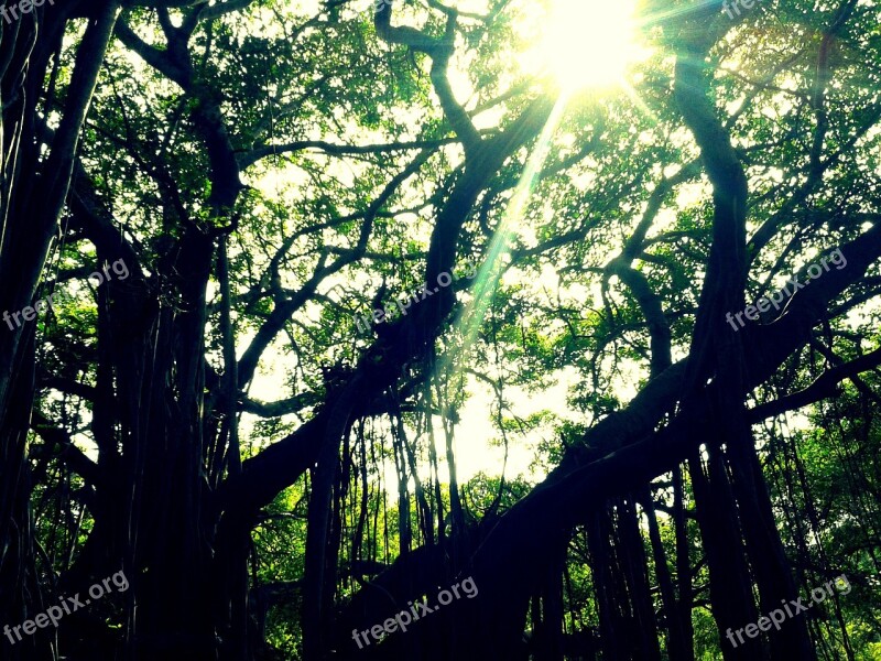 Canopy Tyndall Effect Sunrays Forest Trees