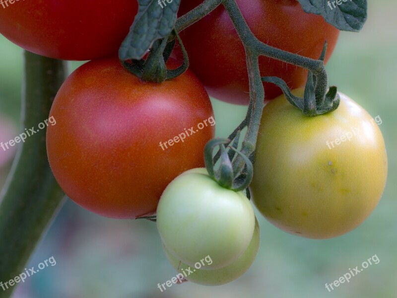 Tomatoes Vegetables Tomatenrispe Panicle Trusses