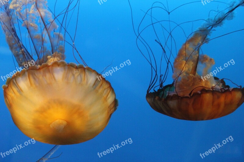 Jelly Fish Orange Tentacles Underwater Animals